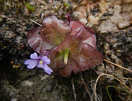 В Андах нашли два новых вида плотоядных растений