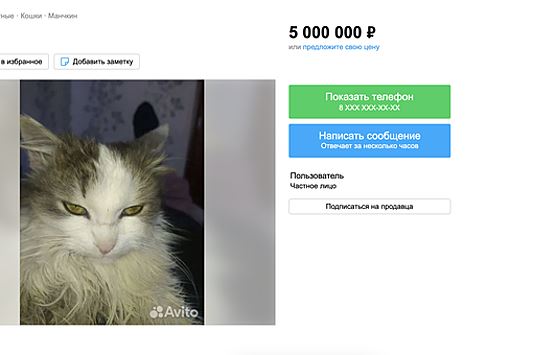 В Москве мужчина продает злого котенка, так как он устал от его нападений
