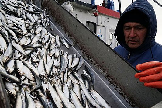 Daily Express: экспорт рыбы из РФ в Европу резко вырос, несмотря на ситуацию на Украине