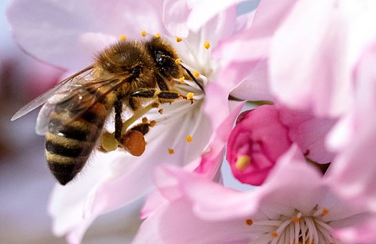 Глобальное потепление увеличит уязвимость пчел для пестицидов
